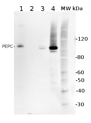 Western blot using anti-PEPC antibodies 